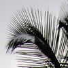 Goa, palmera