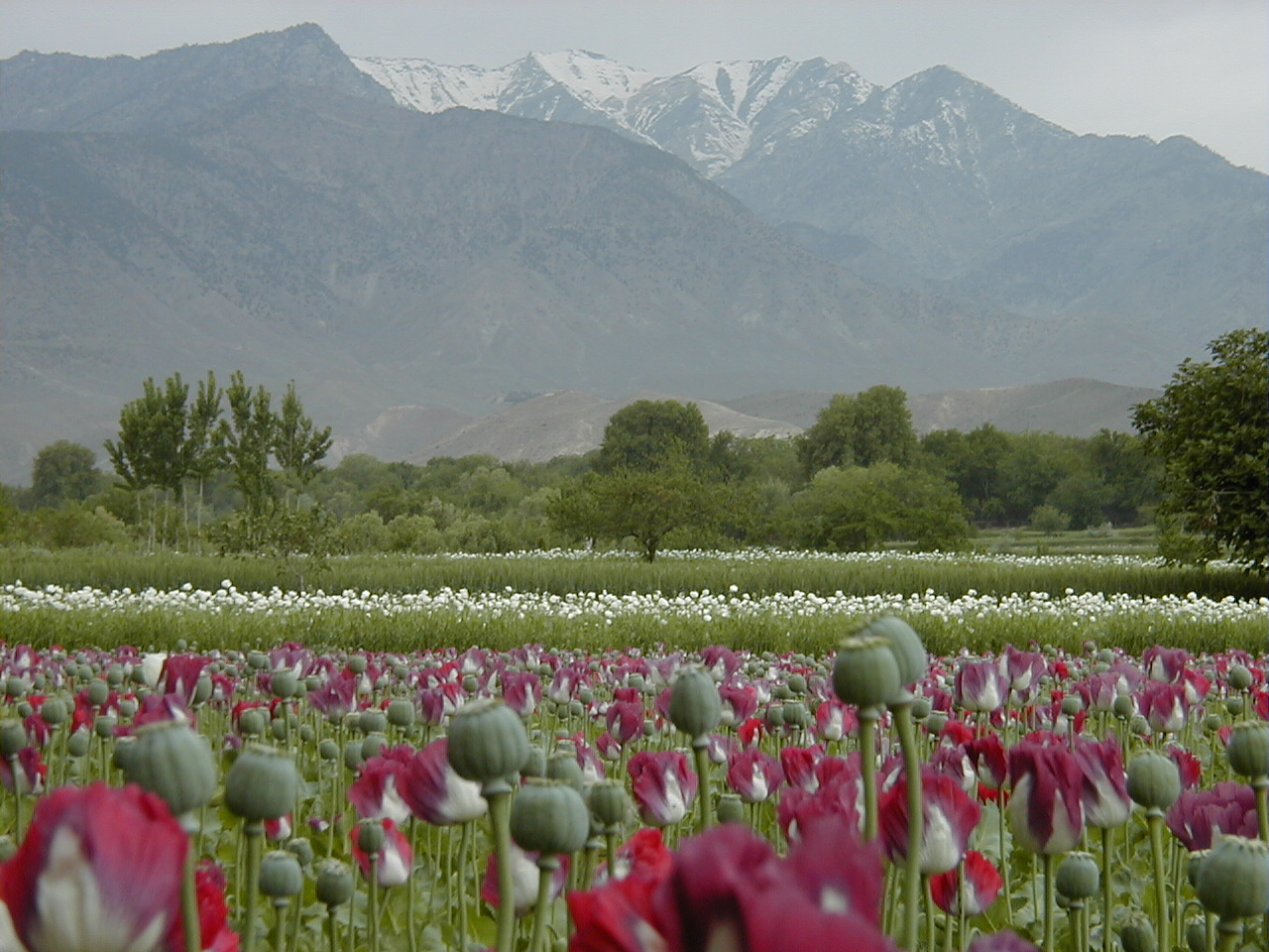 Campo de amapolas en Afganistán (ONUDC)