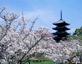 Sakura Sakura