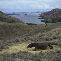 Komodo Indonesia
