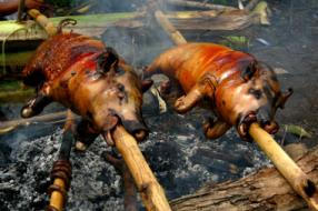 Babi guling
