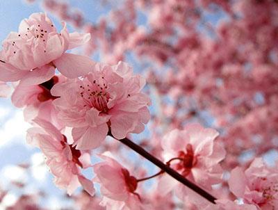 Japón flor sakura