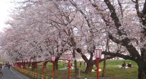 Japon tokio sakura