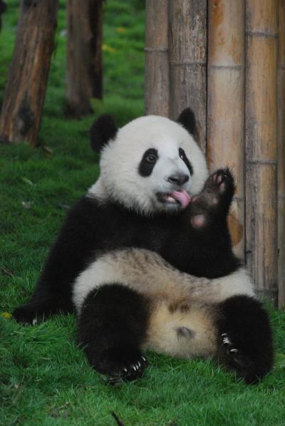 Oso Panda reserva de Chengd