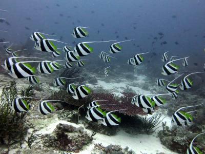 Reserva de Biosfera de Taka Bonerate  Kepulauan Selayar, Indonesia3